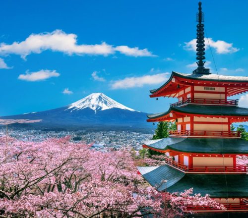 Uncover the Timeless Beauty of Japanese Flowers: A Seasonal Guide Through Stunning Blossoms